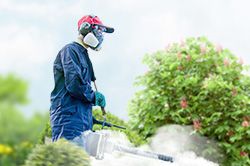 Обработка сада от паразитов - необходимые меры и их регулярность  в Петрозаводске