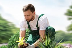 Озеленение и городское благоустройство, создание комфортной среды  в Петрозаводске