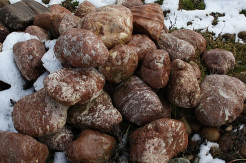 Kamenclub.ru: Розовый валунчик фр.100-300 мм.  купить в Петрозаводске крупный природный камень розовый, серый молочный красный речной галечник природный 7850 руб/т   фото КАМЕНЬ КЛУБ