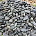 Kamenclub.ru: Темно-серый валунчик фр.100-300 мм.  купить в Петрозаводске крупный природный камень серый, темно-серый, светло-серый речная галька большого размера окатанная 4500 руб/т   фото КАМЕНЬ КЛУБ