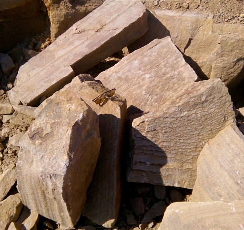 Kamenclub.ru: Песчаник пластушка желтый с рисунком (7-15 см)  купить в Петрозаводске плитняк - пластушка - бут желтый песчаник 10200 руб/м3   фото КАМЕНЬ КЛУБ