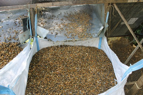 Kamenclub.ru: Галька окат (серо-желтая) фр.10-20 мм. купить  в Петрозаводске галька серо-желтая, рыжая, серый речная окатанная округлая галька 5000 руб/т   фото КАМЕНЬ КЛУБ