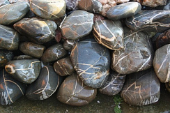 Kamenclub.ru: Валунчик Паутинник фр.100-300 мм  купить в Петрозаводске крупный природный камень галечник темно-серый с прожилками белый черный речной валунчик 5000 руб/т   фото КАМЕНЬ КЛУБ