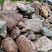 Kamenclub.ru: Конгломераты фр. 300-1000 мм.  купить в Петрозаводске кварц мрамор диабаз коричневый, серый зеленоватый речной валун крупный 6500 руб/т   фото КАМЕНЬ КЛУБ