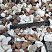 Kamenclub.ru: Мраморная крошка (щебень крошка микс : белый-черный-розовый) фр. 20-40 мм.  купить в Петрозаводске мрамор белый, черный, розовый декоративная ландшафтная крошка 12000 руб/т   фото КАМЕНЬ КЛУБ
