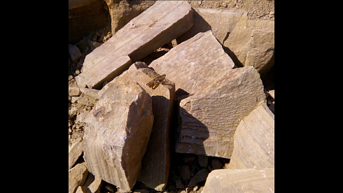 Kamenclub.ru: Песчаник пластушка желтый с рисунком (4-6 см)  купить в Петрозаводске плитняк пластушка желтый с рисунком песчаник 9 000 руб/м3   фото КАМЕНЬ КЛУБ