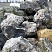 Kamenclub.ru: Черный гранит - кварцит фр. 500-1000 мм.  купить в Петрозаводске гранит кварцит черный серый белый скальный колотый валун 9750 руб/т   фото КАМЕНЬ КЛУБ