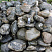 Kamenclub.ru: Валунчик Паутинник фр.100-300 мм  купить в Петрозаводске крупный природный камень галечник темно-серый с прожилками белый черный речной валунчик 5000 руб/т   фото КАМЕНЬ КЛУБ
