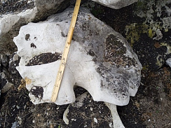 Kamenclub.ru: Выветренный известняк со мхом фр. 100-500 мм.  купить в Петрозаводске известняк серый белый зеленый валун известняковый крупный 10000 руб/т   фото КАМЕНЬ КЛУБ