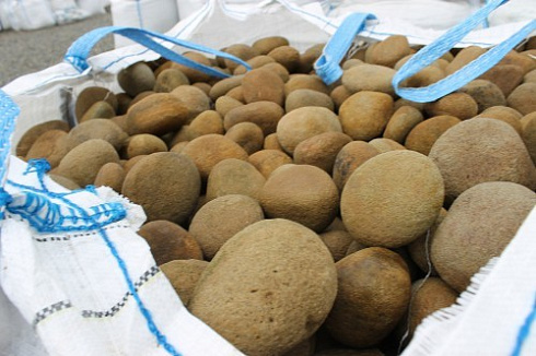 Kamenclub.ru: Песчаник ядра, фр. 100-300 мм  купить в Петрозаводске песчаник бежевый серый рыжий речная галька 5 000 руб/т   фото КАМЕНЬ КЛУБ