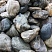 Kamenclub.ru: Речной валун Кабанчик фр.300-500 мм.  купить в Петрозаводске крупный природный камень галька серый, темно-серый речной валун галечник масштабный 7000 руб/т   фото КАМЕНЬ КЛУБ