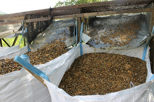 Kamenclub.ru: Галька окат (серо-желтая) фр.10-20 мм. купить  в Петрозаводске галька серо-желтая, рыжая, серый речная окатанная округлая галька 5000 руб/т   фото КАМЕНЬ КЛУБ