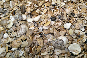 Морская ракушка фр. 5-20 мм  купить в Петрозаводске фото Камень Клуб